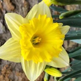 Unsurpassable Daffodil (Narcissus Unsurpassable) Img 1